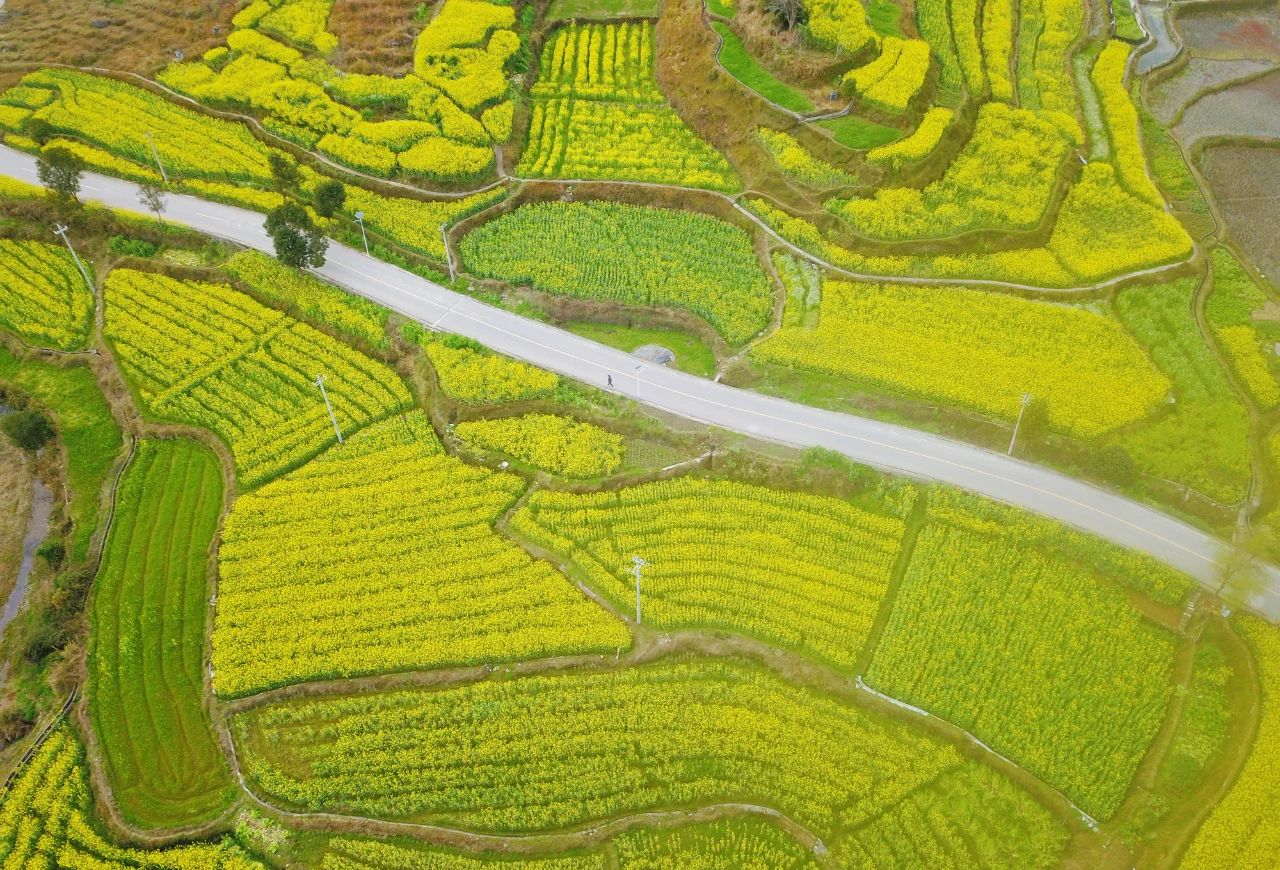 錦屏縣鐘靈鄉 油菜花開富鄉村，稻油輪作繪就金色畫卷